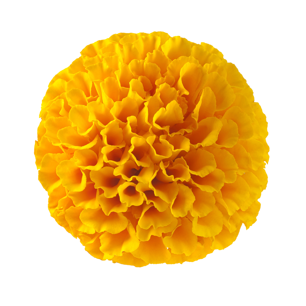 Εκχύλισμα κίτρινης βελούδινης