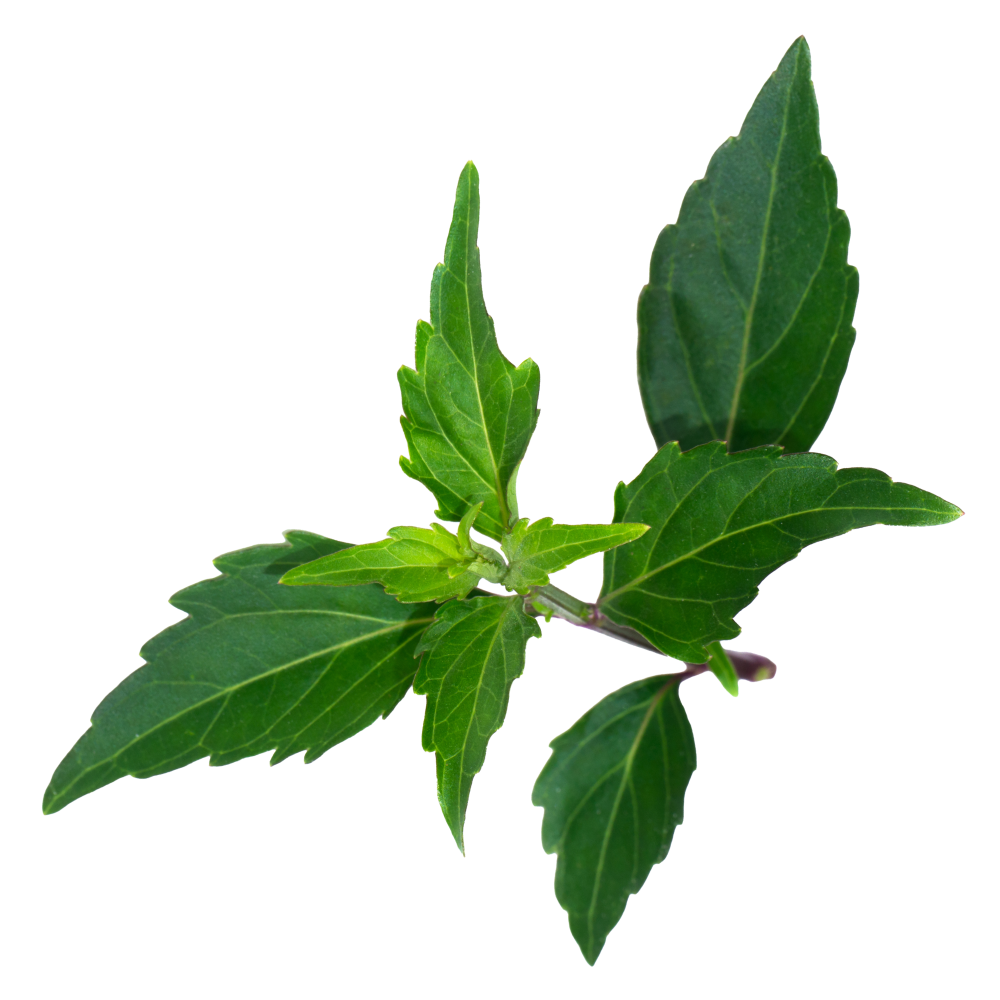 Τσάι της Ιαβάς 