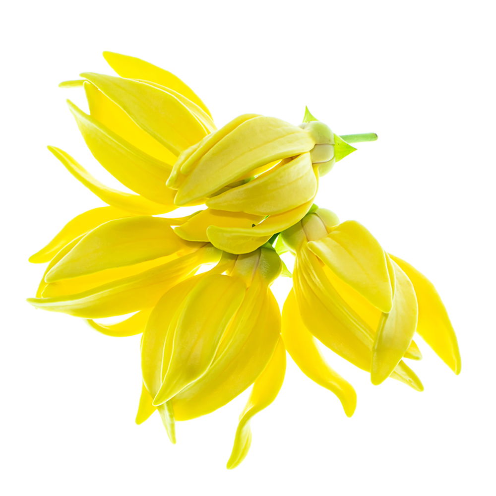 Κιτρινογέντιανη