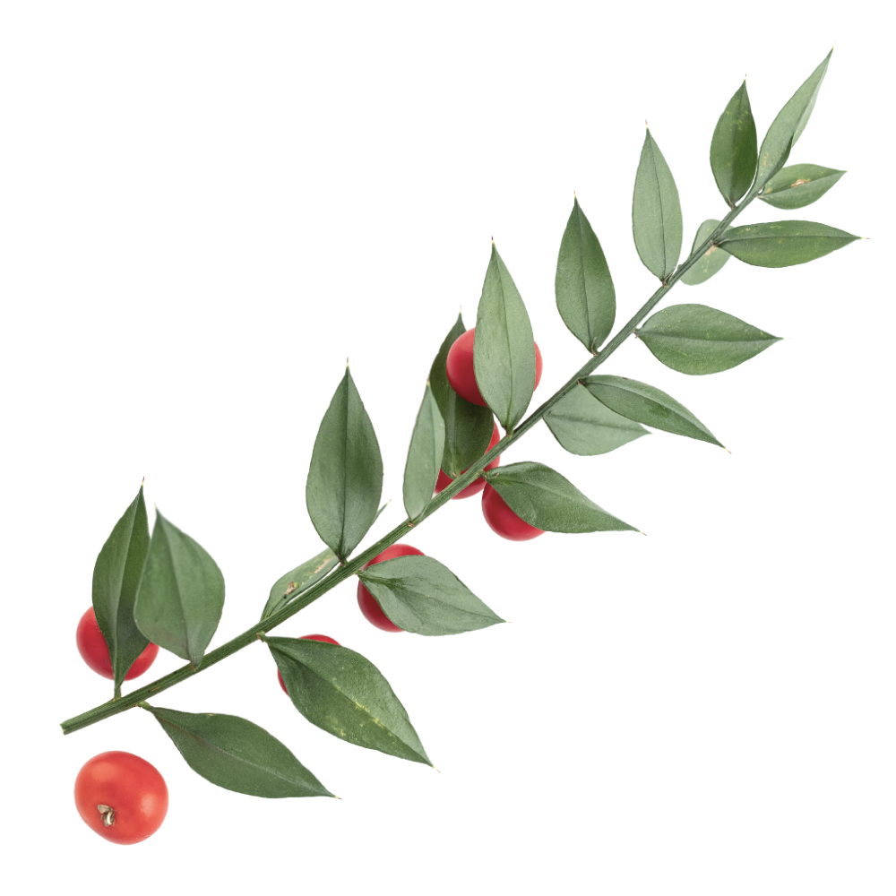 Ο εκχύλισμα λαγομηλιάς