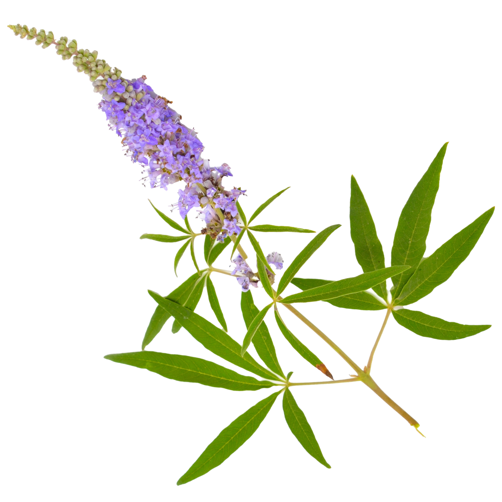 Εκχύλισμα λυγαριάς