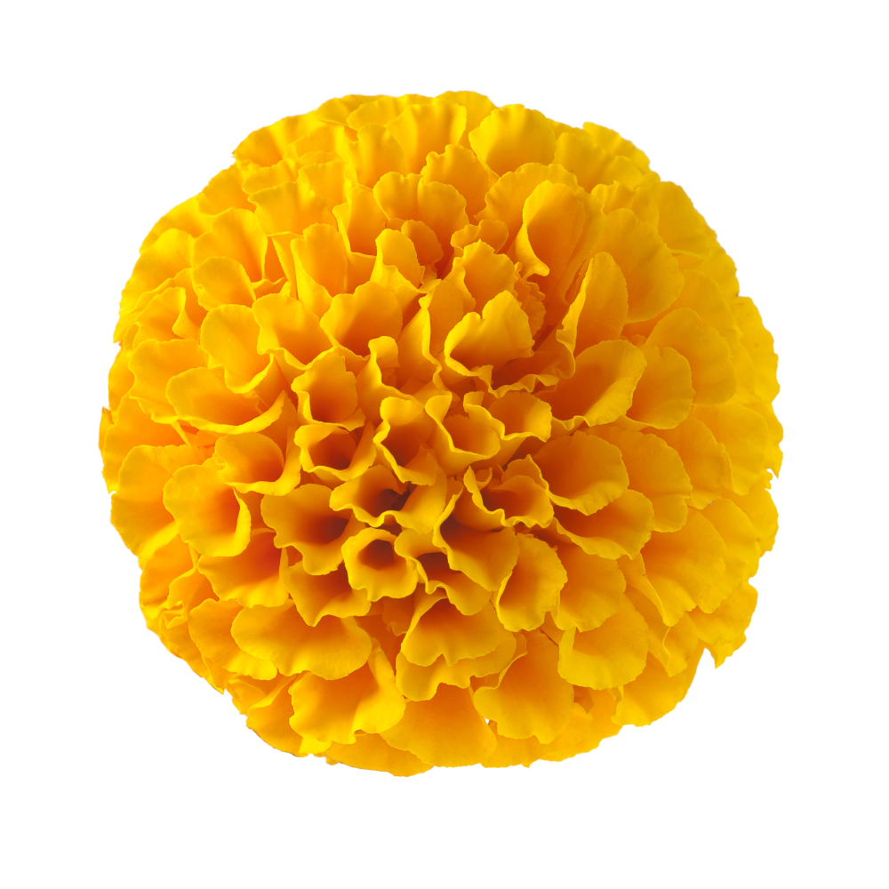 Εκχύλισμα ταγέτη