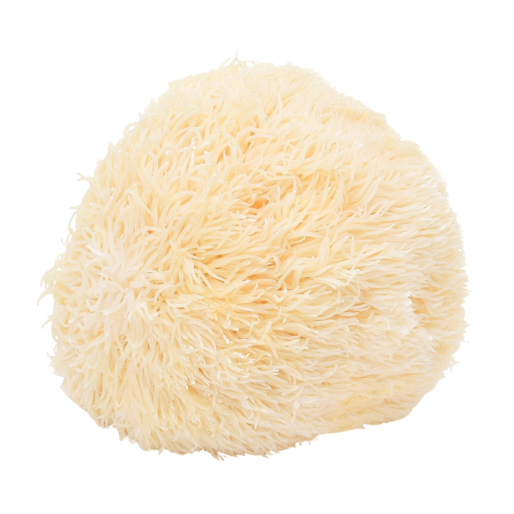 Ερίκιο το αγκαθωτό