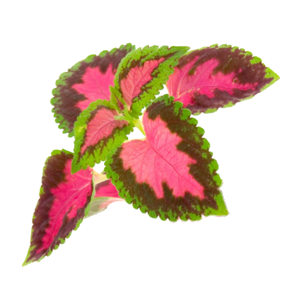 Iνδική τσουκνίδα