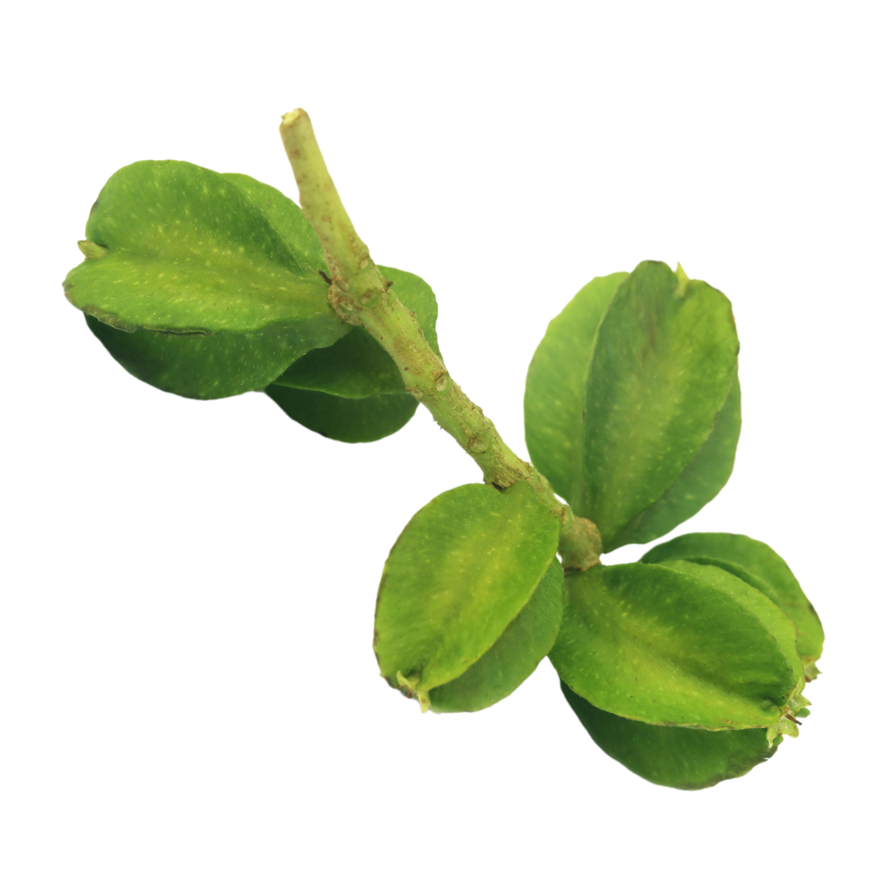 Εκχύλισμα Arjuna