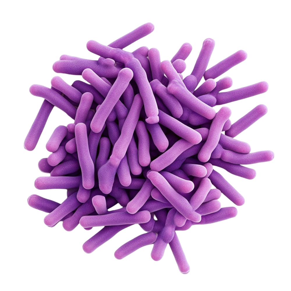 Μείγμα βακτηριακών καλλιεργειών