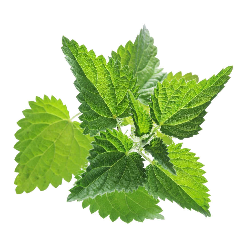 Εκχύλισμα μεγάλης τσουκνίδας